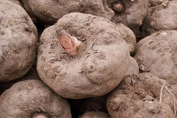 Fresh Vegetables